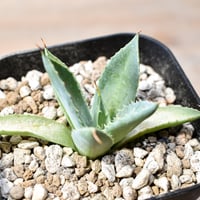 アガベ ハイブリット "A28" (特白肌怒雷神×血妖) 【台湾huplants2010産/子株販売】RF25012272