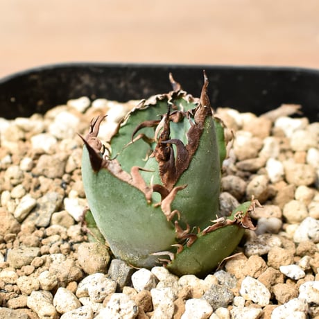アガベ チタノタ "九歯釘耙" 【台湾huplants2010産/子株販売/実生選抜個体】RF25012250