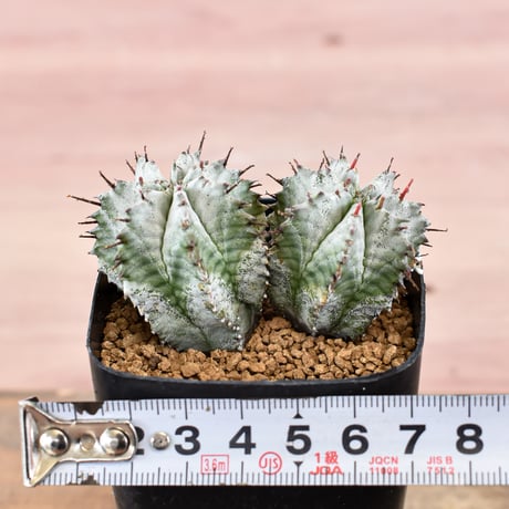 ユーフォルビア ホリダ”特白肌"【カキコ】 RFHK-576