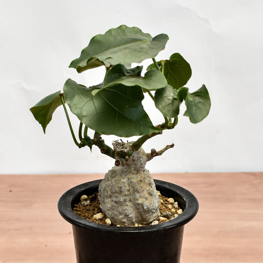 6aba3d6e1fdc76c50a387efe