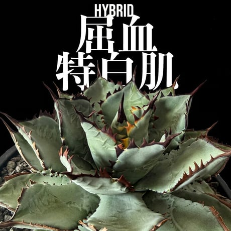 アガベ  ハイブリット "屈血×特白肌"【台湾shouchengy産/余守誠氏(通称ボス)産】RF25012389