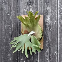 ビカクシダ ハウス ワイルド 2 / Platycerium house wild 2 コウモリラン プラティケリウム【comolebi plants】RFCM-W0027
