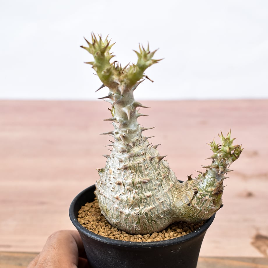 6a91e393e6c05c135aad7a5c