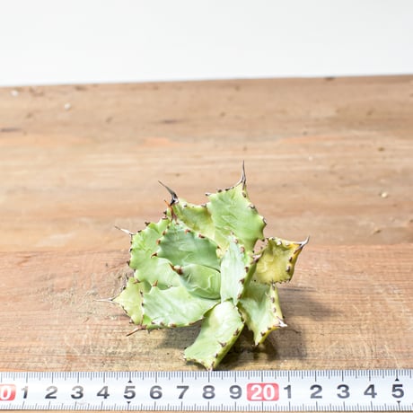 アガベ ハイブリット 特白肌怒雷神【台湾huplants2010産/中株販売】RF25012253