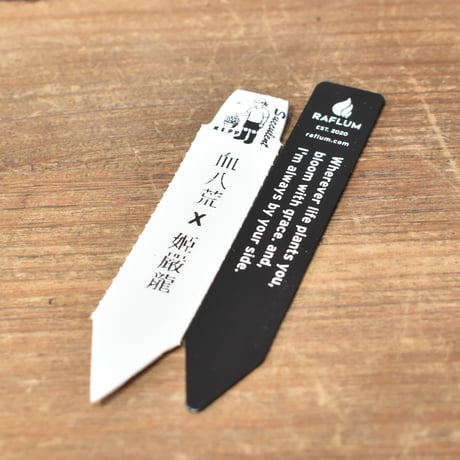 アガベ  ハイブリット "血八雷×姫厳龍"  【台湾re_pplants産/子株販売】RF25012304