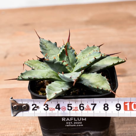アガベ ハイブリット "魅子" (特白肌怒雷神×血妖) 【台湾huplants2010産/子株販売】RF25011827