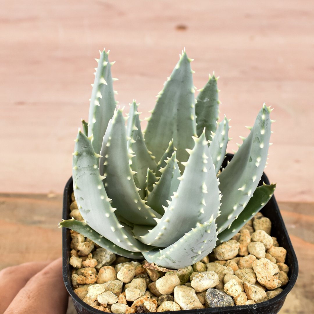 アロエ・ピランシー Aloe p （90粒） 2026年7月27号入荷の種子です アロエ ピランシー【実生】RFHK-592 | RAFLUM / ラフラム｜東京 原宿の