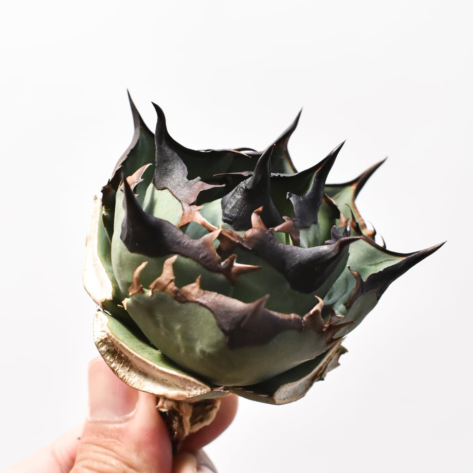 6a975abd6c5f9e12fcd3c099