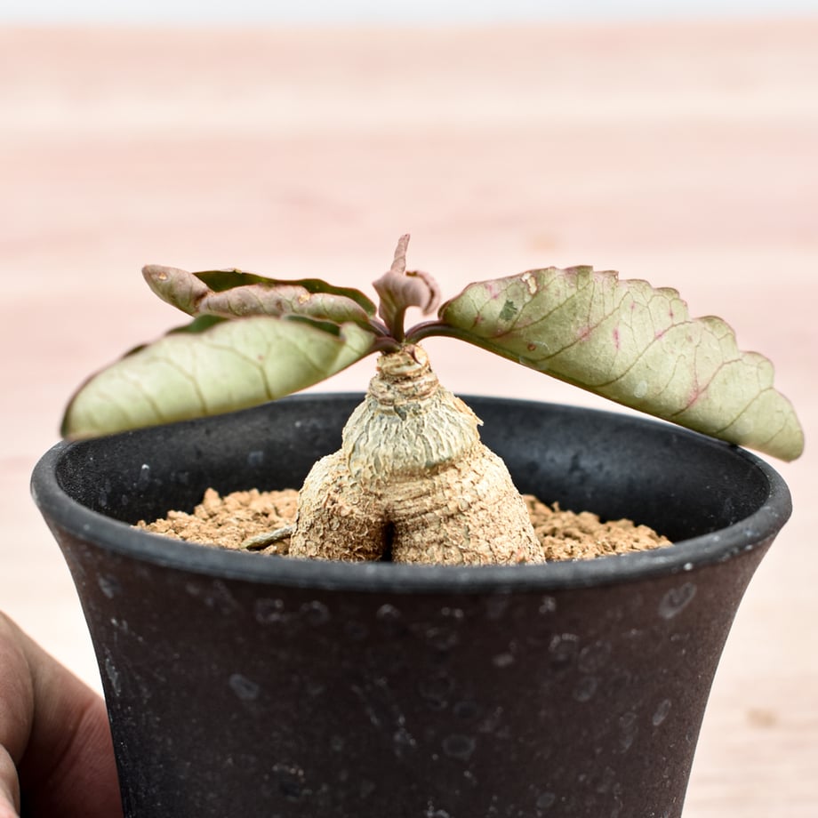 6a5a8fd5444dc8d739995c69