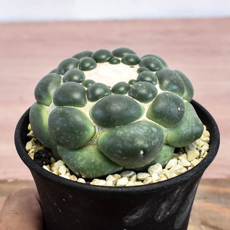 コリファンタ 刺無象牙丸 【カキ仔】RFHK-1282
