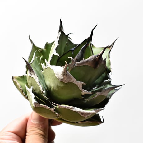 アガベ チタノタ  DENNIS040  "キングアーサー同血統"  【台湾 dragon agave産/中株/抜き苗】RF25012608 J