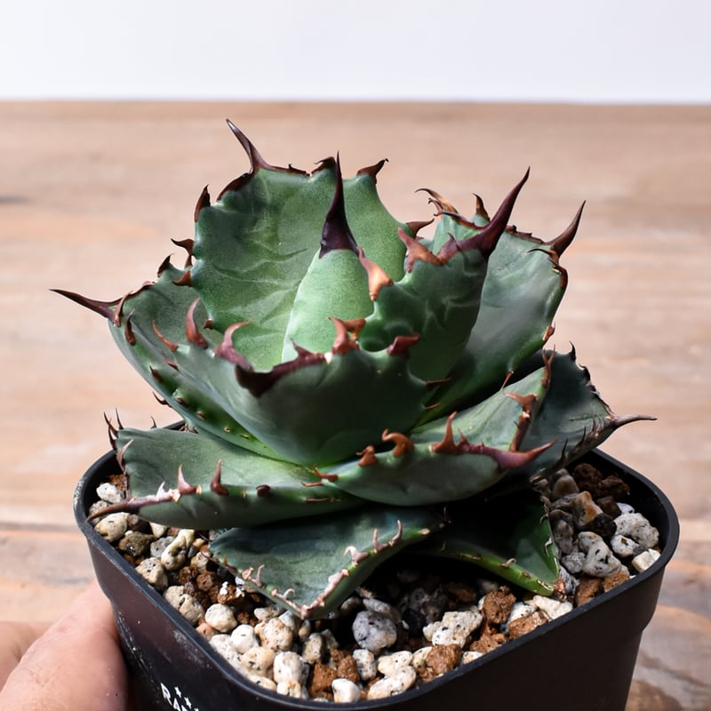 アガベ ハイブリット 
