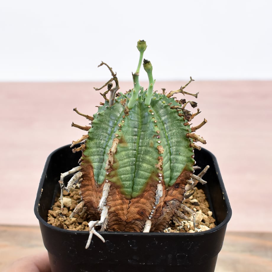 6aaceeae4350c009e6193477