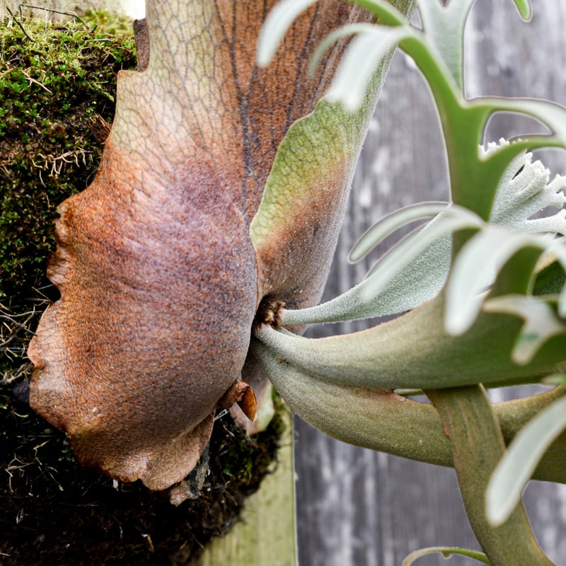 ビカクシダ ウィリンキー ミルクパスタ / Platycerium willinckii コ
