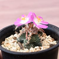 アズテキウム 紅籠【カキ仔】RFHK-989