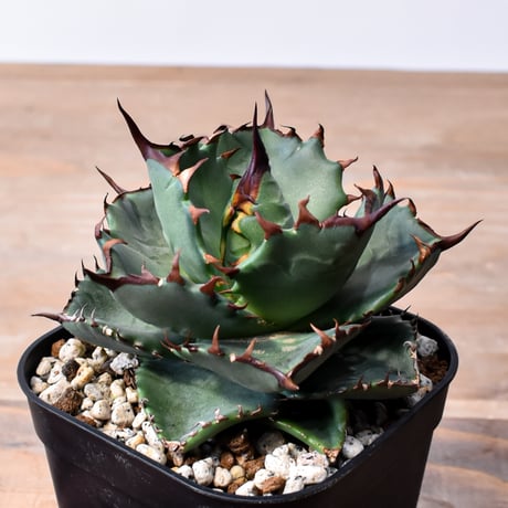 アガベ ハイブリット "甲妖 x 蟹"【台湾botanical_seeker産】RF25012100