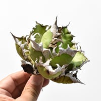 アガベ チタノタ "精品レッドキャットウィーズル" / 精品赤猫 , 精品紅猫  【台湾 dragon agave産/中株/抜き苗】RF25012215