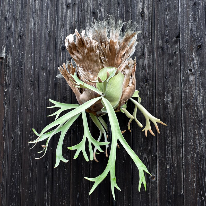 ビカクシダ ウィリンキー / Platycerium willinckii コウモリラン プラ