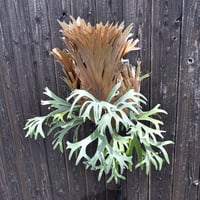 ビカクシダ パラゴン  / Platycerium paragon コウモリラン プラティケリウム【comolebi plants】RFCM-W0014
