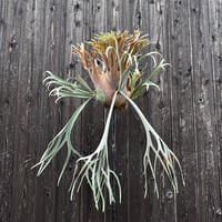 ビカクシダ ウィリンキー×レモイネイ  / Platycerium willinckii ×Lemoinei コウモリラン プラティケリウム【comolebi plants】RFCM-W0022