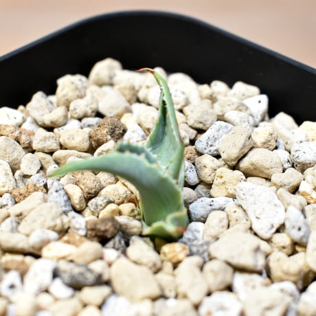 【百鬼夜行 その二】アガベ 特白肌×妖炎 "魍魎"【台湾botanical_seeker産】C