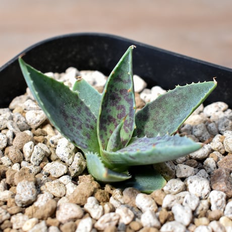 アガベ ハイブリット "邪霊" (特白肌怒雷神×血妖) 【台湾botanical_seeker産】RF25012420
