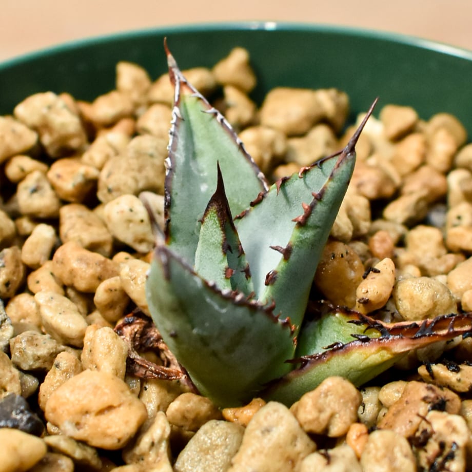 6a8e1953edfc4e558996c9d2