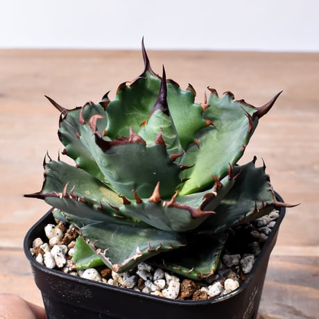 アガベ ハイブリット "甲妖 x 蟹"【台湾botanical_seeker産】RF25012100