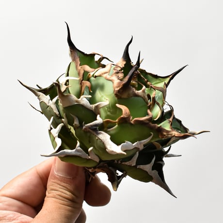 アガベ チタノタ "精品ハデス" / 精品黒帝斯、精品恐竜牙歯 【台湾 dragon agave産/中株/抜き苗】D
