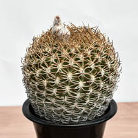 エリオシケイ メガカルパ【台付】RFHK-1276