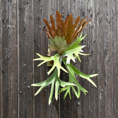 ビカクシダ ウィリンキー スピンドリフト スポアリング  / Platycerium willinckii 【comolebi plants】RFCM-W0019