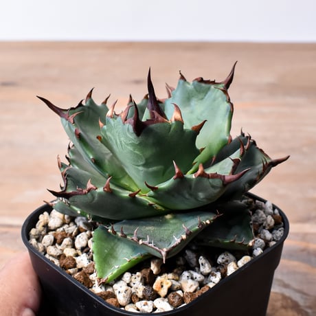 アガベ ハイブリット "甲妖 x 蟹"【台湾botanical_seeker産】RF25012100