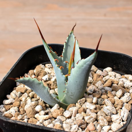 【百鬼夜行 その二】アガベ 特白肌×妖炎 "魍魎"【台湾botanical_seeker産】RF25012406