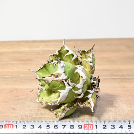 アガベ チタノタ "精品レッドキャットウィーズル" / 精品赤猫 , 精品紅猫  【台湾 dragon agave産/中株/抜き苗】RF25012214