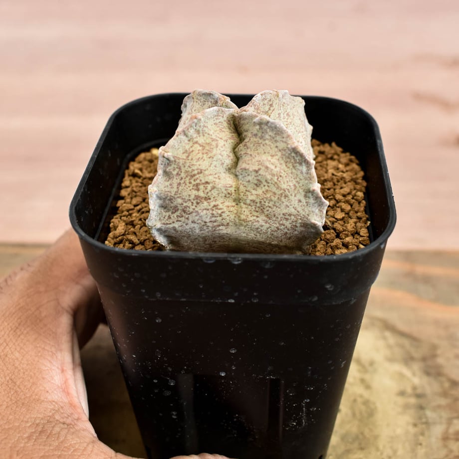 6a88c71f2dbf2b6b11363227