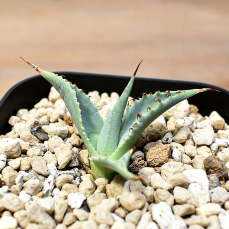 【百鬼夜行 その五】アガベ 雷帝×妖炎 "雷獣"【台湾botanical_seeker産】A