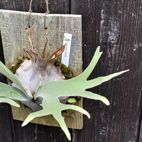 ビカクシダ ペドロスポア A / Platycerium Pedro spore A コウモリラン プラティケリウム  【comolebi plants】RFCM-W0017