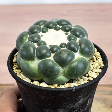 コリファンタ 刺無象牙丸 【カキ仔】RFHK-1281