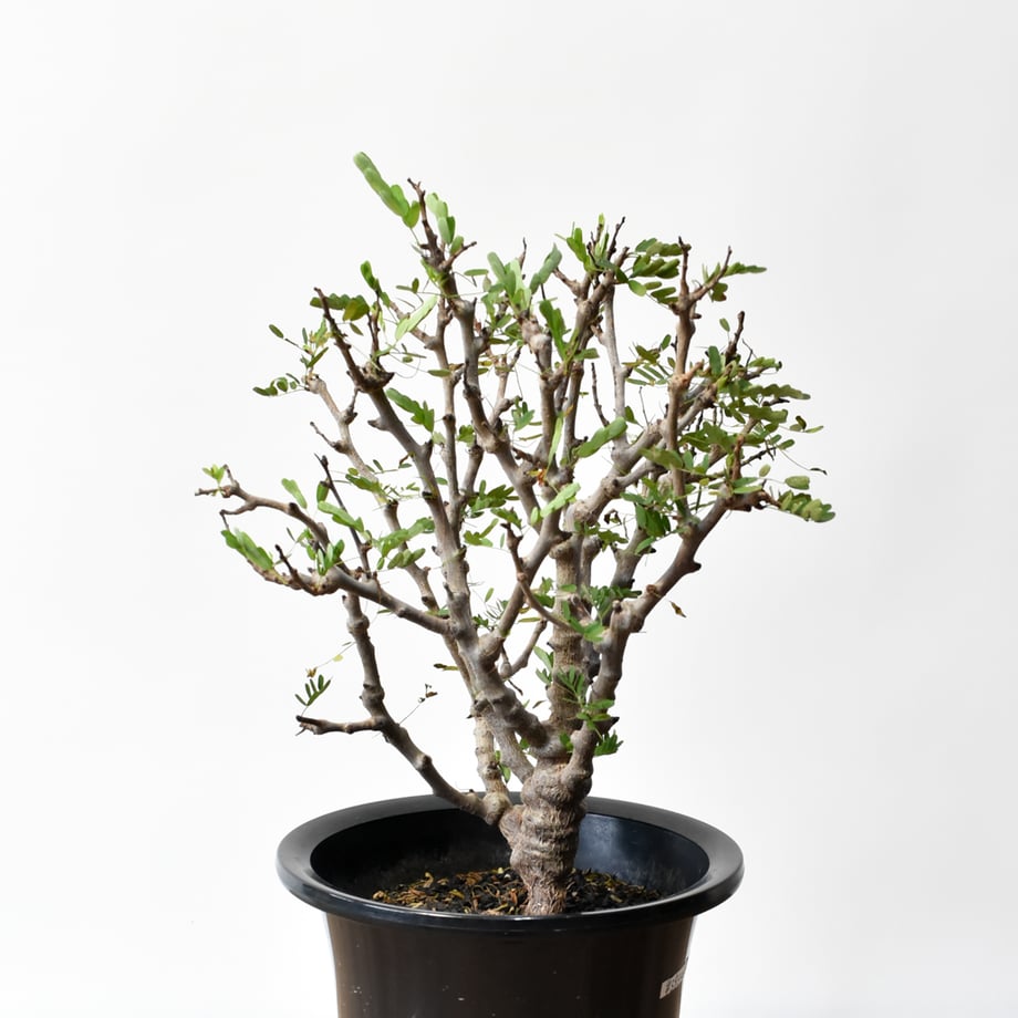 6a4819664b7d39ed981c6f36