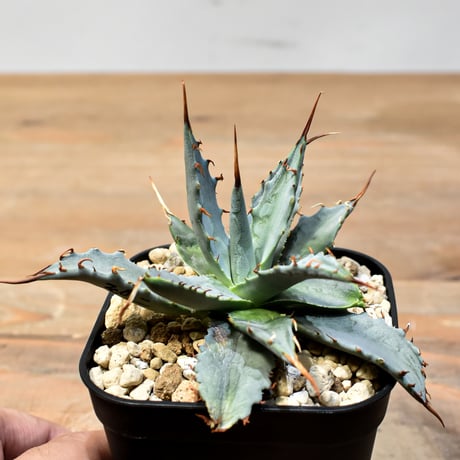 【百鬼夜行 その二】アガベ 特白肌×妖炎 "魍魎"【台湾botanical_seeker産】A