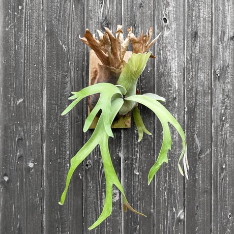 ビカクシダ ウィリンキー クイーン スワンガン スポアリング  / Platycerium willinckii Queen【comolebi plants】RFCM-W0023