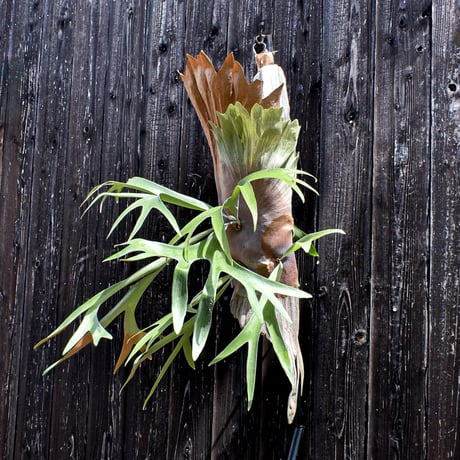 ビカクシダ ヒリーフラフープ / Platycerium hillii hulahoop　 コウモリラン プラティケリウム【comolebi plants】RFCM-W0006