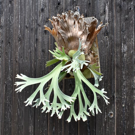 ビカクシダ ウィリンキー ワイルド  / Platycerium willinckii wild  プラティケリウム コウモリラン【comolebi plants】RFCM-W0012