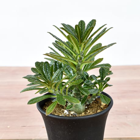 ドルステニア  ギガス 【実生】　RFHK-580