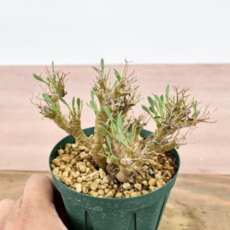 オトンナ ユーフォルビオイデス "黒鬼城" 【実生】RFHK-1116