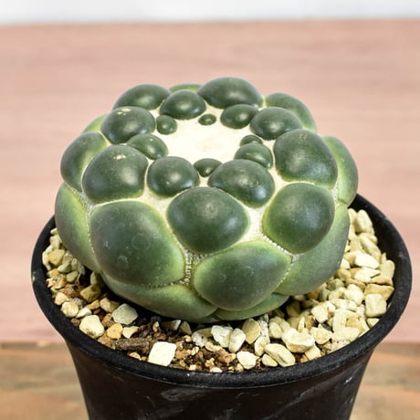 コリファンタ 刺無象牙丸 【カキ仔】RFHK-1280