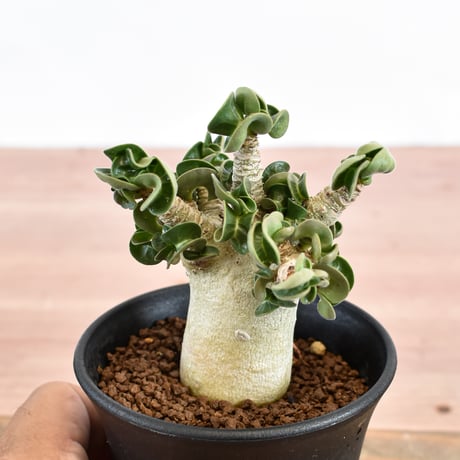 アデニウム  アラビカム "カーリー"【実生】RFHK-896