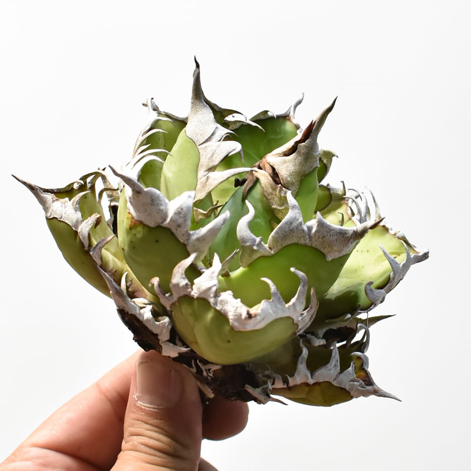 6a6c85e5e3848e5d1223ac4c