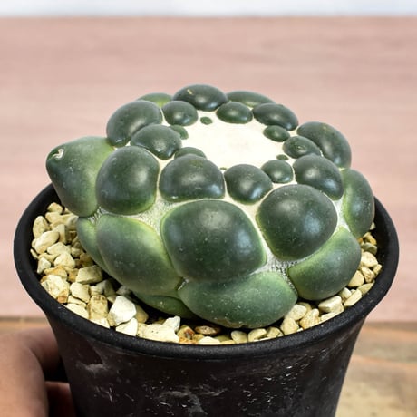 コリファンタ 刺無象牙丸 【カキ仔】RFHK-1281