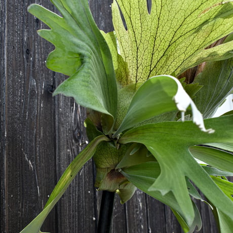 ビカクシダ ウィリンキー ウスー  / Platycerium willinckii ussu プラティケリウム コウモリラン【comolebi plants】RFCM-W0011
